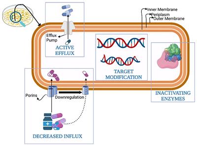 Antibiotic adjuvants: synergistic tool to combat multi-drug resistant pathogens